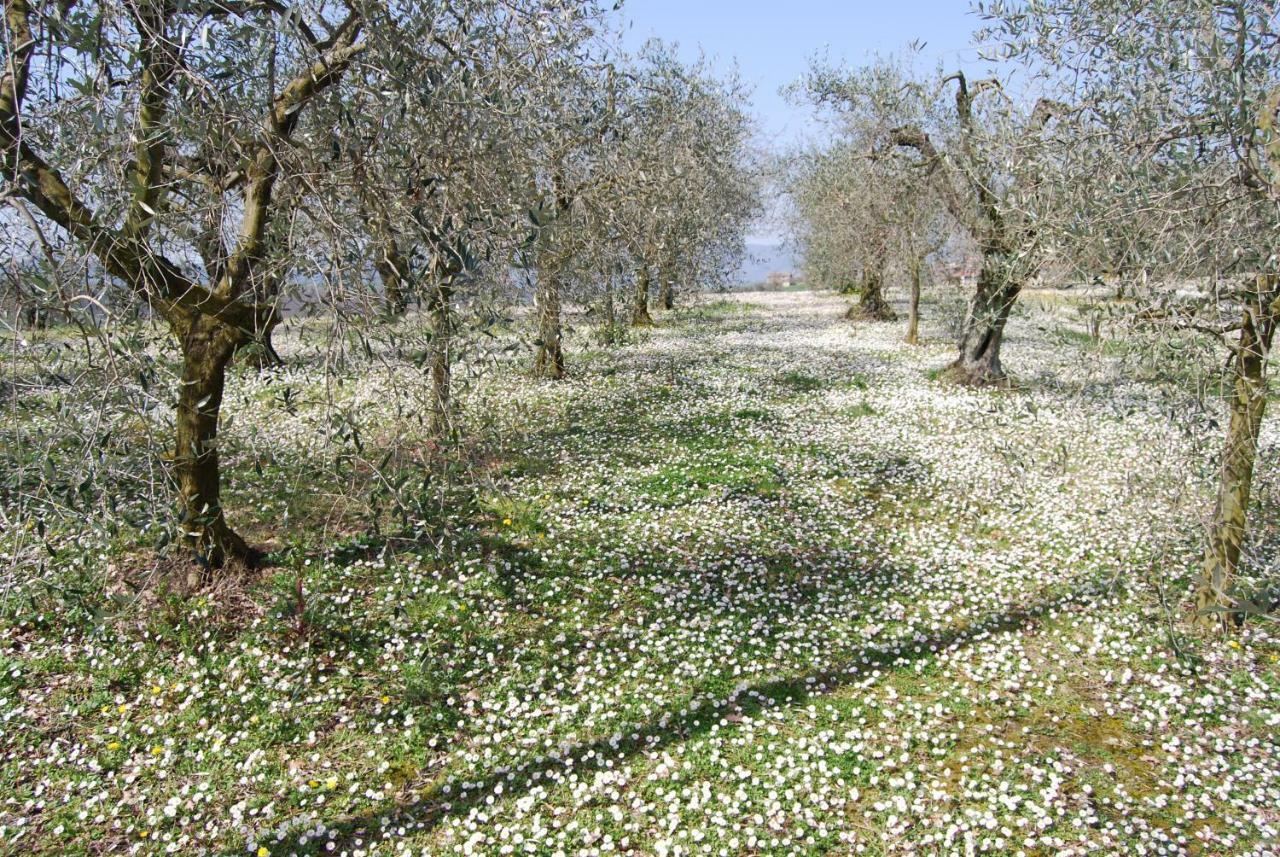 Bilocale Verde Umbria Montecastrilli Exteriör bild